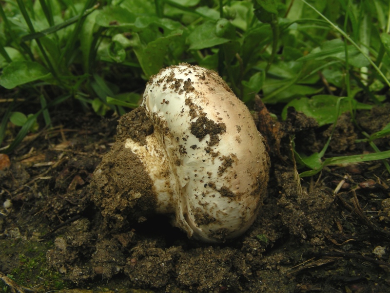 Ancora Agaricus